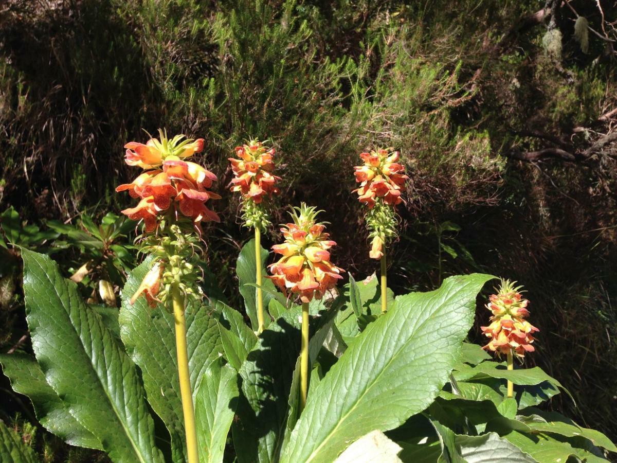 Blooming Botanic Houses Estreito Da Calheta Exterior photo