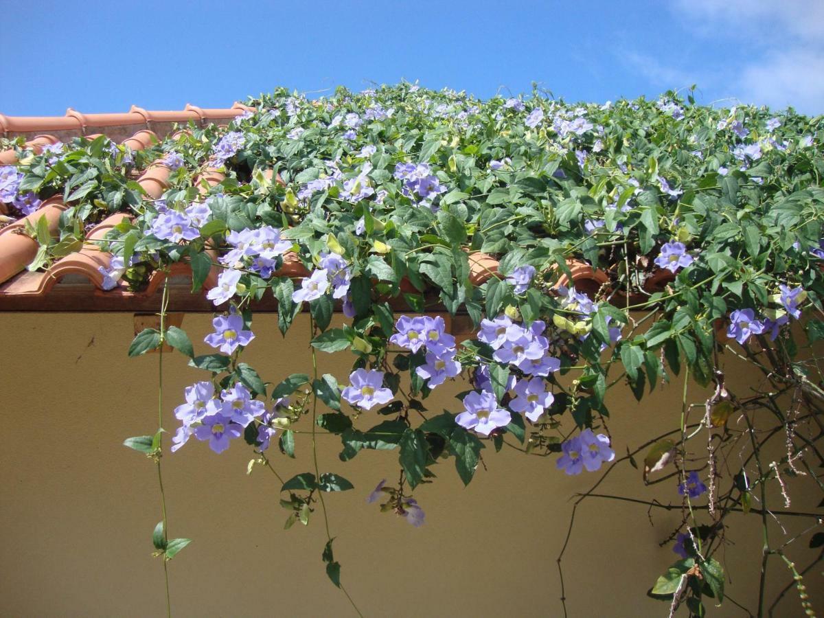 Blooming Botanic Houses Estreito Da Calheta Exterior photo